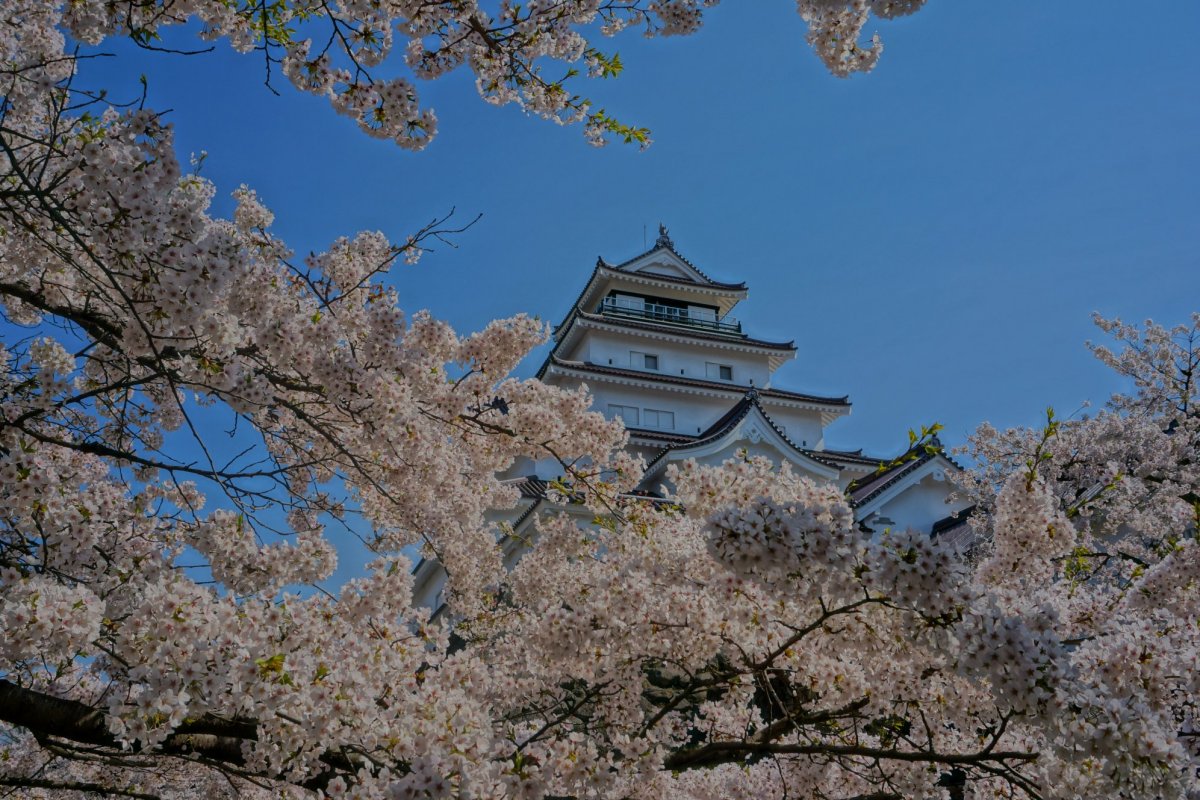 花見シーズンは鶴ヶ城へ！