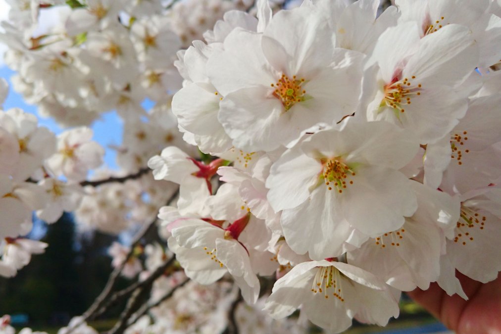 【会津】桜が楽しめる場所はココ！