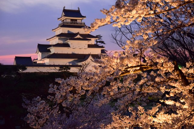 【お知らせ】桜の開花情報